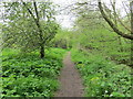 Woodland path beside Brook Dike in S63 6JN