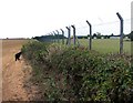 RAF Cottesmore perimeter fence in Greetham