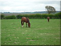 Horses by St. George's Church (Orleton) in SY8 4JW