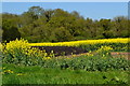 View into oilseed rape field with Cunnigar Copse beyond in SO20 8DP