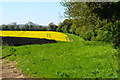 Edge of oilseed rape field in SO20 8DP
