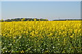 Field of oilseed rape at Prospect Farm in SP11 7DA