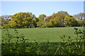 View across field towards Hook Lane in SP11 8BH