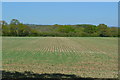 Lines of new shoots east of Faberstown in SP11 9PJ