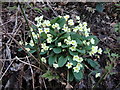 Common primrose in Coed Alltfedw in SY23 4AT