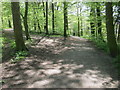 Junction of paths in woodland at Chellow Dean in BD9 6FB