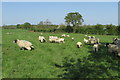 Sheep on the footpath to Akeley in MK18 1SW