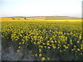 Rape fields by the A361, Bishop's Cannings in SN10 2LW