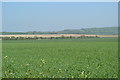 View over farmland on Roundway Hill in SN11 0PW