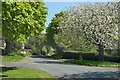May blossom and new leaves along the road in Mildenhall in SN8 2LY