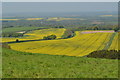 View over oilseed rape fields from Walbury Hill in RG17 9QJ