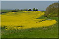 Oilseed rape field below Inkpen Hill in RG17 9QJ