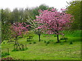 Blossom in the Community Orchard in LA11 6EX