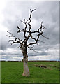 Dead tree near Owlet Hall in LS17 7RJ
