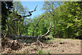 Dead Tree in the Forest in SN8 3BG