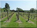 Chapel Down Winery, Small Hythe, Tenterden in TN30 7ZP