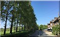 Line of Trees at High Cross in TN6 3QG