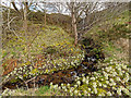 Butterbur below a waterfall next to the B9175 in IV19 1QP