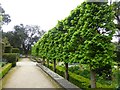 Espalier lime trees in the Elliptical Garden at Holker Hall in LA11 7PN