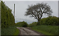 A silhouetted tree on the track to Pasture Barn in Medlar-with-Wesham