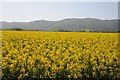 Oilseed rape and the Malvern Hills in WR13 6NP