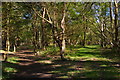 Ride intersecting the Sailors' Path, Black Heath Wood in IP17 1NS