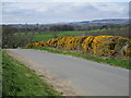 Gorse along Town Pasture Lane in DL12 8UJ