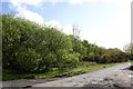 Willow and gorse scrub, Clyne Common in Upper Killay Community