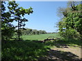 Field near Vale Farm in IP12 3EE