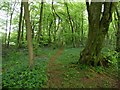 Wye Valley walk in Black Cliff Wood in NP16 6HG