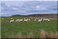 Sheep on the hill in LD2 3HX
