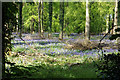 Bluebells in Grove Wood in OX39 4SQ