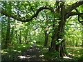 Path through woodlands in Gatton Park in RH1 2GN