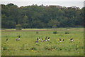 Geese in the Meadow in PE33 9QP