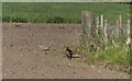 A pair of pheasants in PR4 3XE