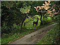 Ponies by the stream in SA44 5QR