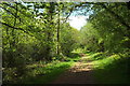 Path, Ashclyst Forest in EX5 3DT