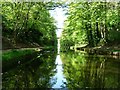 Wooded cutting on the Tame Valley canal in B43 5AB