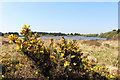 Gorse Flowers at Llyn Llech Owain in SA14 7NL