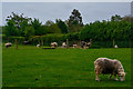 East Devon : Grassy Field & Sheep in EX14 3LQ