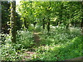 Footpath through cow parsley  in WR9 0PP