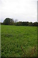 Grazing land near Middleton in PE32 1SA