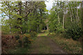 Woodland Track leading towards Belladrum Farm in IV4 7HU