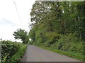 Road passing small woodland plantation in TA5 1HL