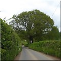 Lone tree by road north of Courtway in TA5 1DT
