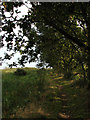 Section of the Weaver's Way through Hickling Broad National Nature Reserve in NR29 5LR