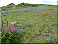 Bluebells at Hastings Country Park in TN35 4AE
