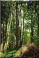 Woodland below Haldon Belvedere in EX6 7BX