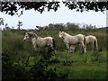 Ponies in Hickling Broad National Nature Reserve in NR29 5LX