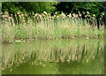 Reeds on Reed Pond, near Canterbury in CT1 1DW